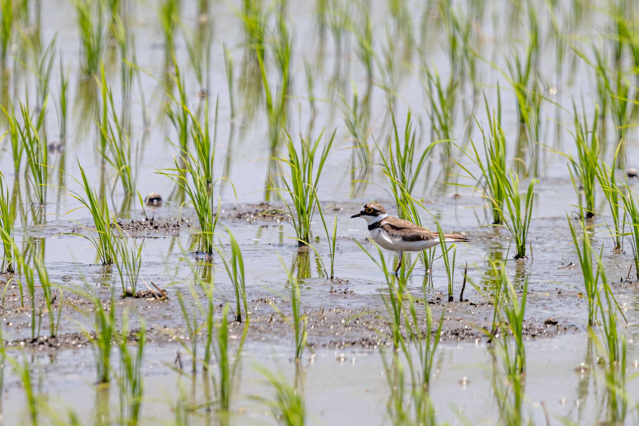 Photo of Little Ringed Plover at 明石市大久保町 by ときのたまお
