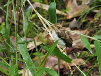 サンコウチョウ 岐阜県 2021年7月6日(火)