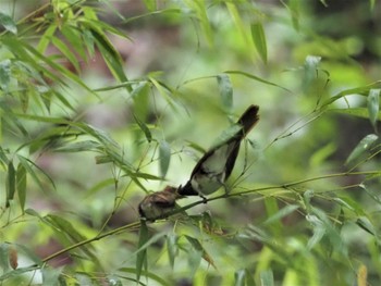 サンコウチョウ 岐阜県 2021年7月6日(火)