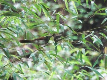 サンコウチョウ 岐阜県 2021年7月6日(火)