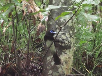 サンコウチョウ 岐阜県 2021年7月6日(火)