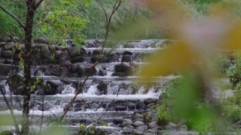 2021年7月7日(水) 福井緑地(札幌市西区)の野鳥観察記録