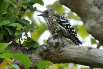 2021年7月7日(水) 東京都北区の野鳥観察記録