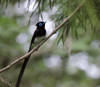 Black Paradise Flycatcher 埼玉県 Sun, 6/20/2021