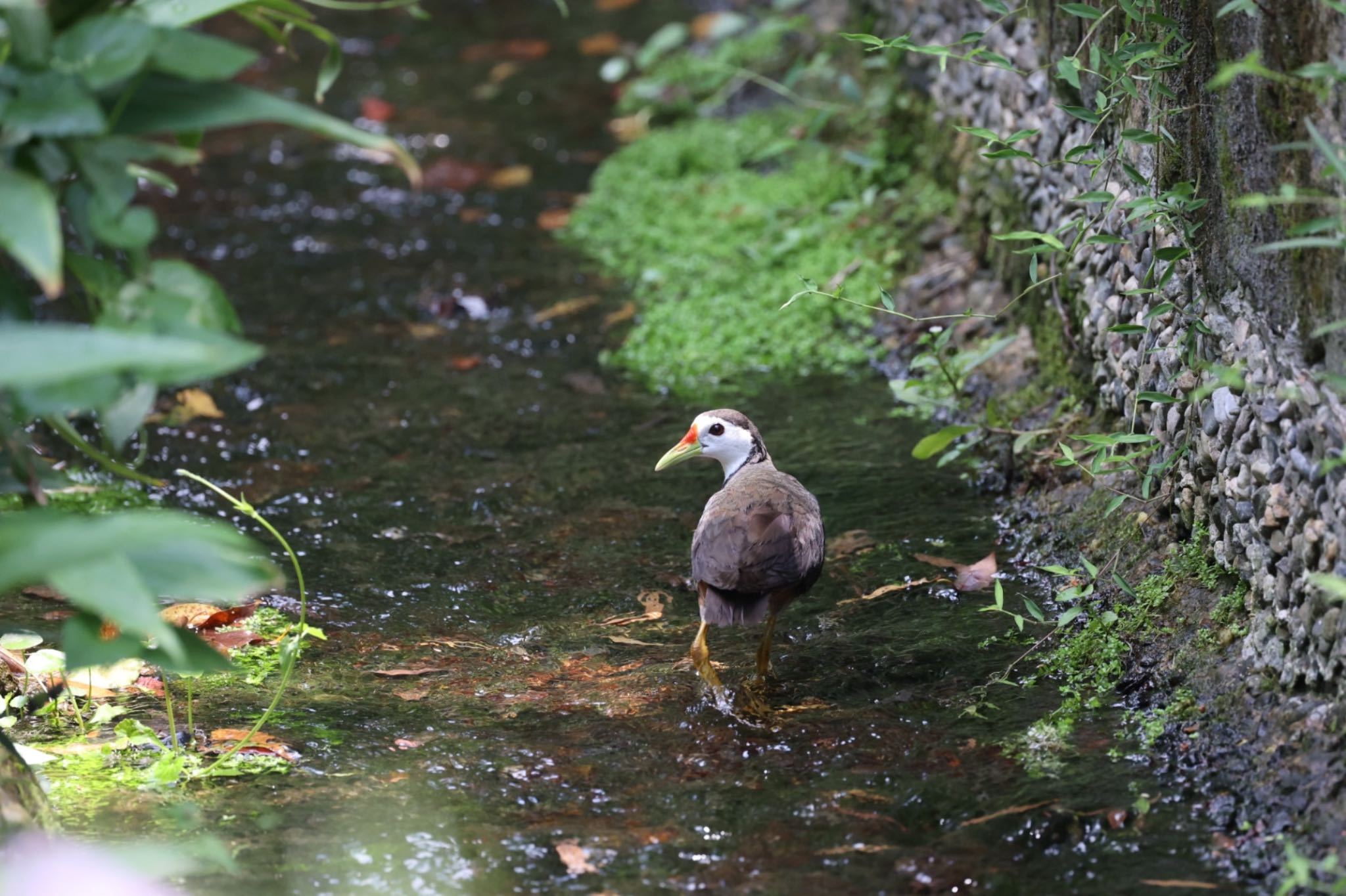 Photo of White-breasted Waterhen at 天和公園(台北) by FUGU