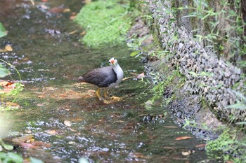 シロハラクイナ 天和公園(台北) 2021年7月7日(水)