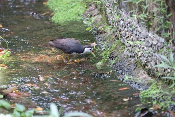 シロハラクイナ 天和公園(台北) 2021年7月7日(水)