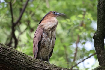 ズグロミゾゴイ 天和公園(台北) 2021年7月7日(水)