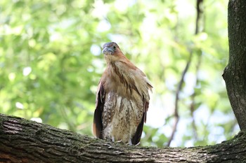 ズグロミゾゴイ 天和公園(台北) 2021年7月7日(水)