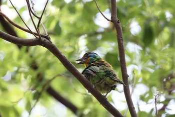 Taiwan Barbet 天和公園(台北) Wed, 7/7/2021