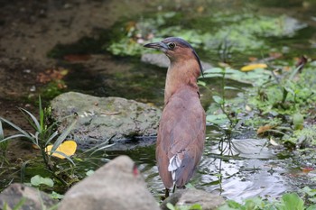 ズグロミゾゴイ 天和公園(台北) 2021年7月7日(水)