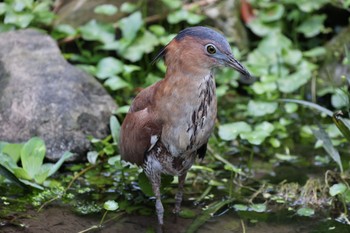 ズグロミゾゴイ 天和公園(台北) 2021年7月7日(水)