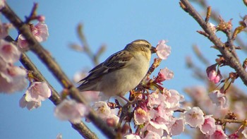 Russet Sparrow 埼玉県 Sat, 3/25/2017