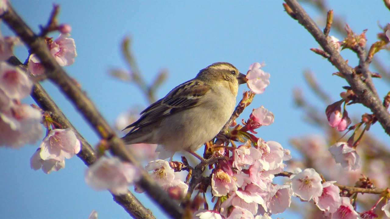 ラッパ吹きのニュウナイスズメ♀ by Birdlover.jp