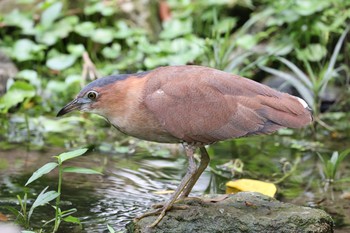 ズグロミゾゴイ 天和公園(台北) 2021年7月7日(水)