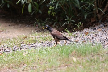 インドハッカ 天和公園(台北) 2021年7月7日(水)