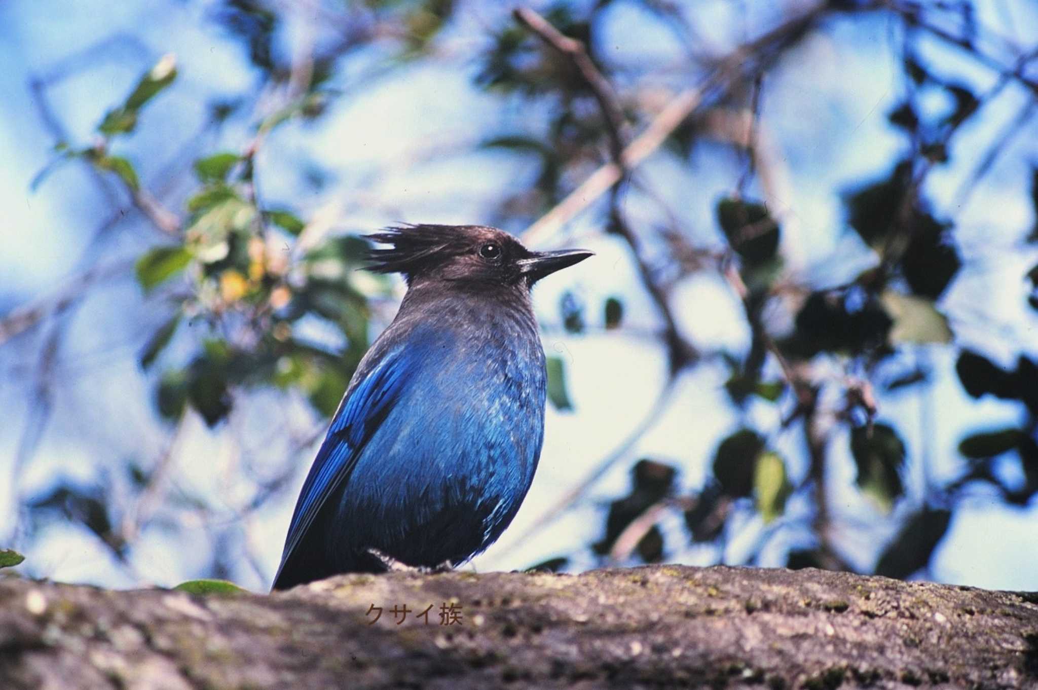 Steller's Jay by クサイ族