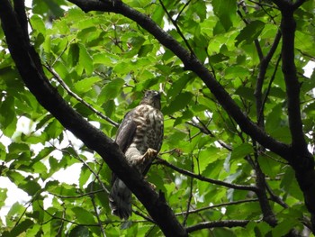 2021年4月6日(火) 神奈川県横浜市個人所有の森の野鳥観察記録