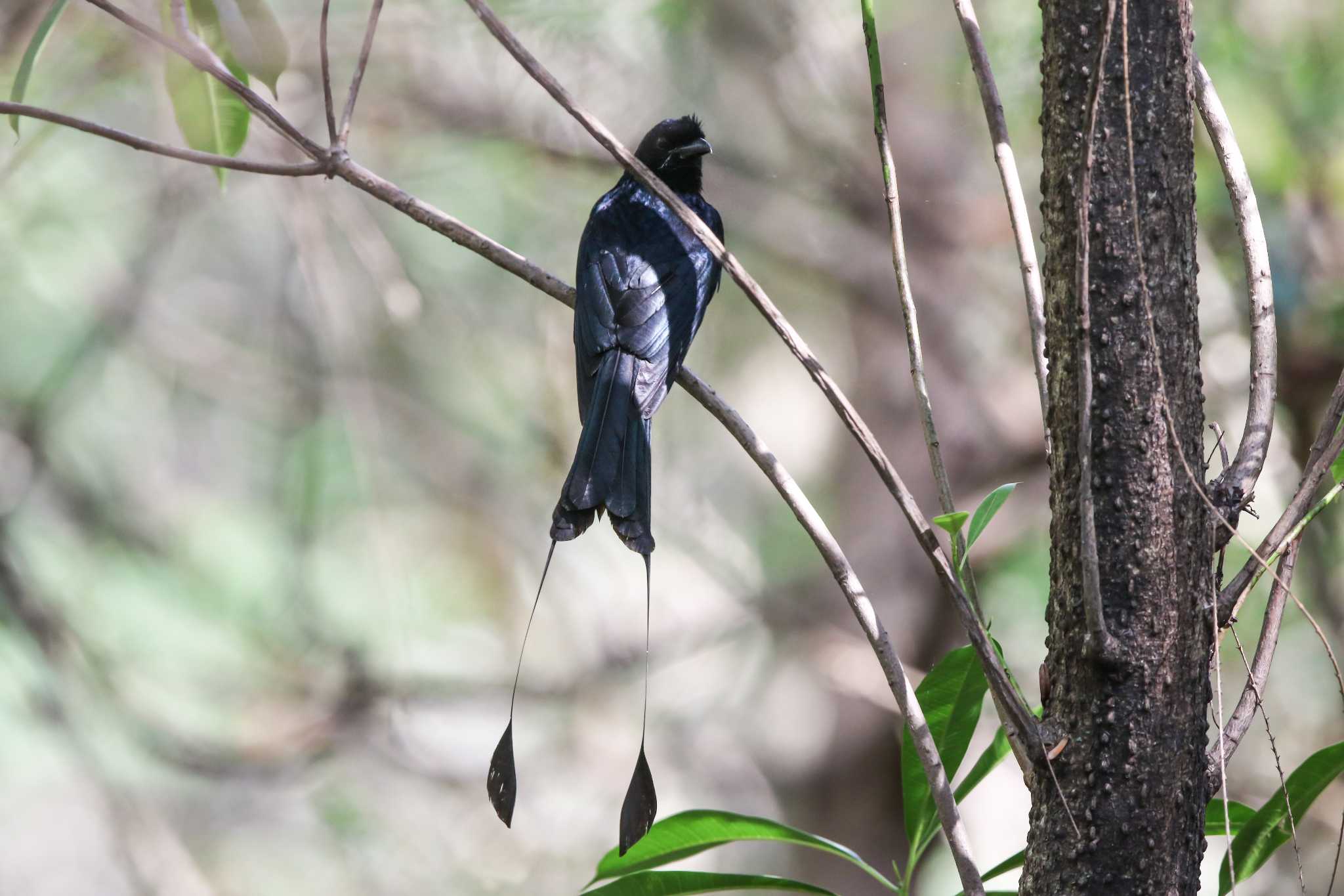 Greater Racket-tailed Drongo