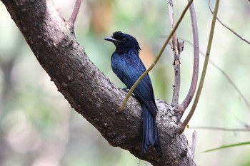 Greater Racket-tailed Drongo Sri Nakhon Khuean Khan Park And Botanical Garden Sun, 3/19/2017