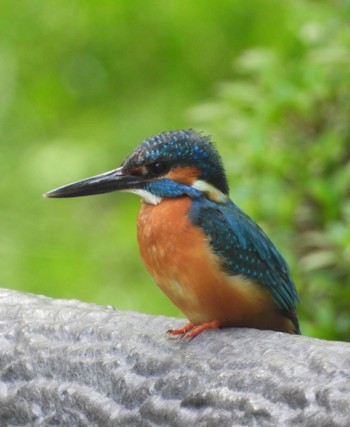 2021年1月15日(金) 横浜市児童遊園地の野鳥観察記録