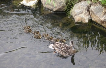 マガモ 安春川(札幌市北区) 2021年7月7日(水)