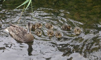 Mallard 安春川(札幌市北区) Wed, 7/7/2021