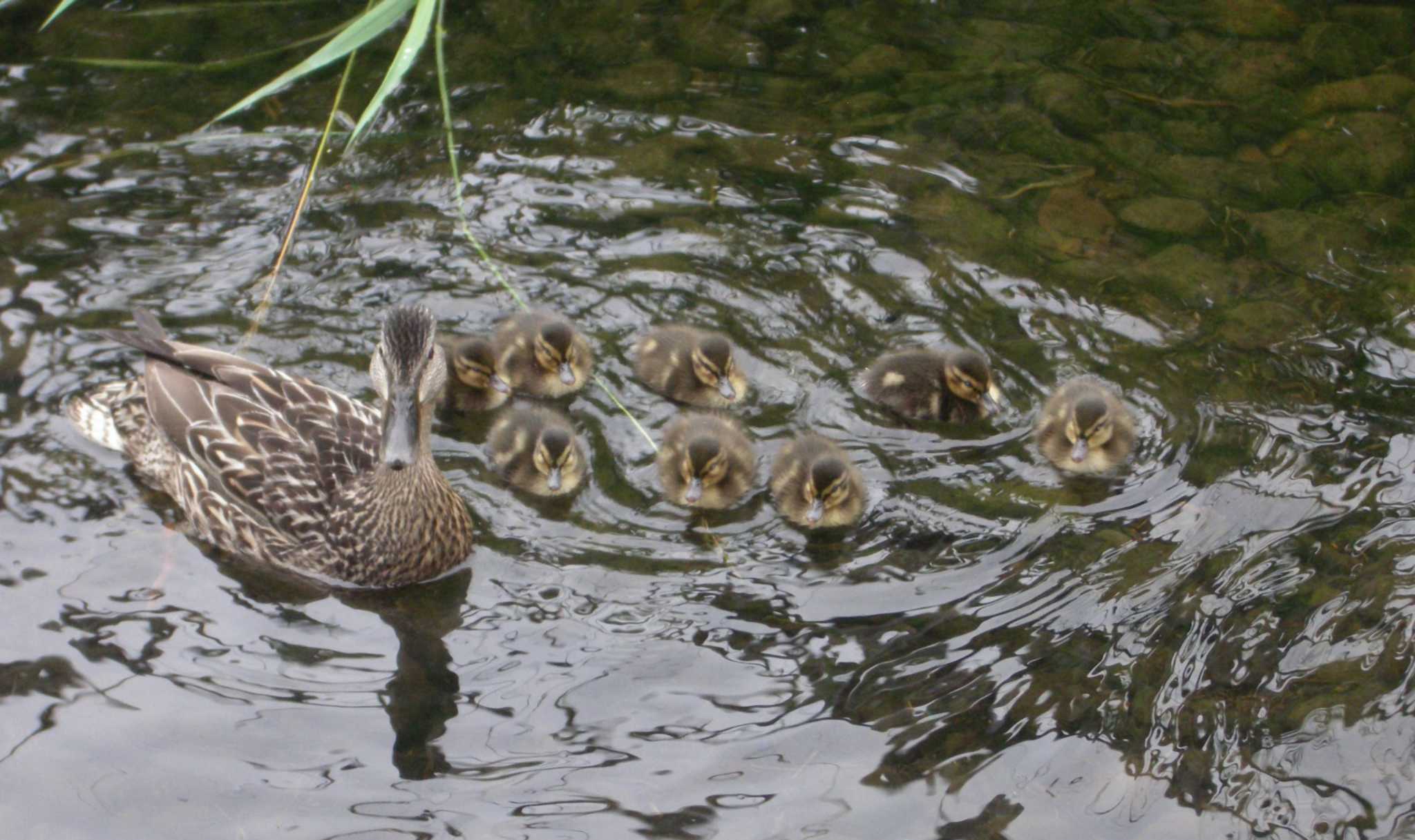 Mallard