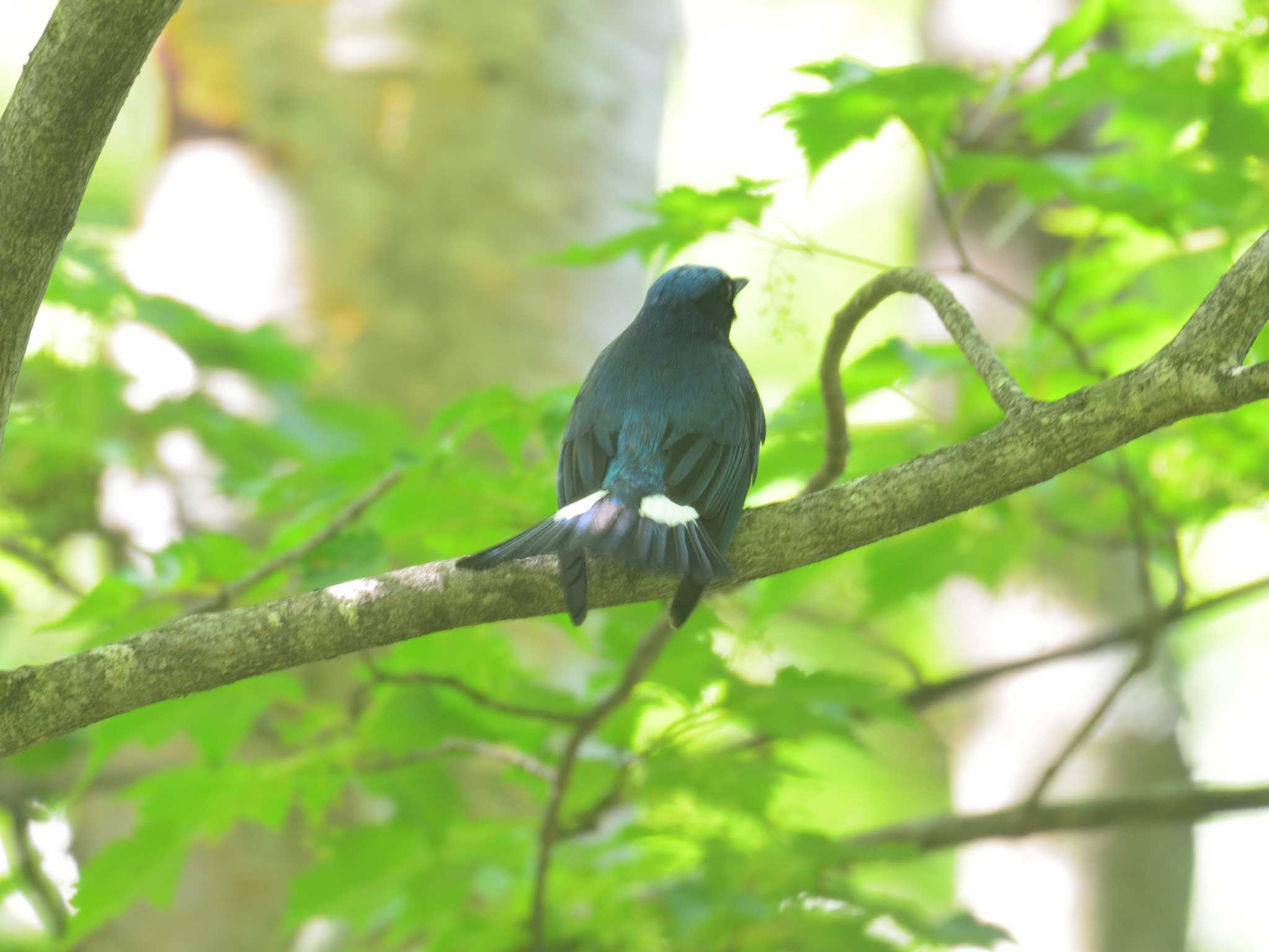 Blue-and-white Flycatcher