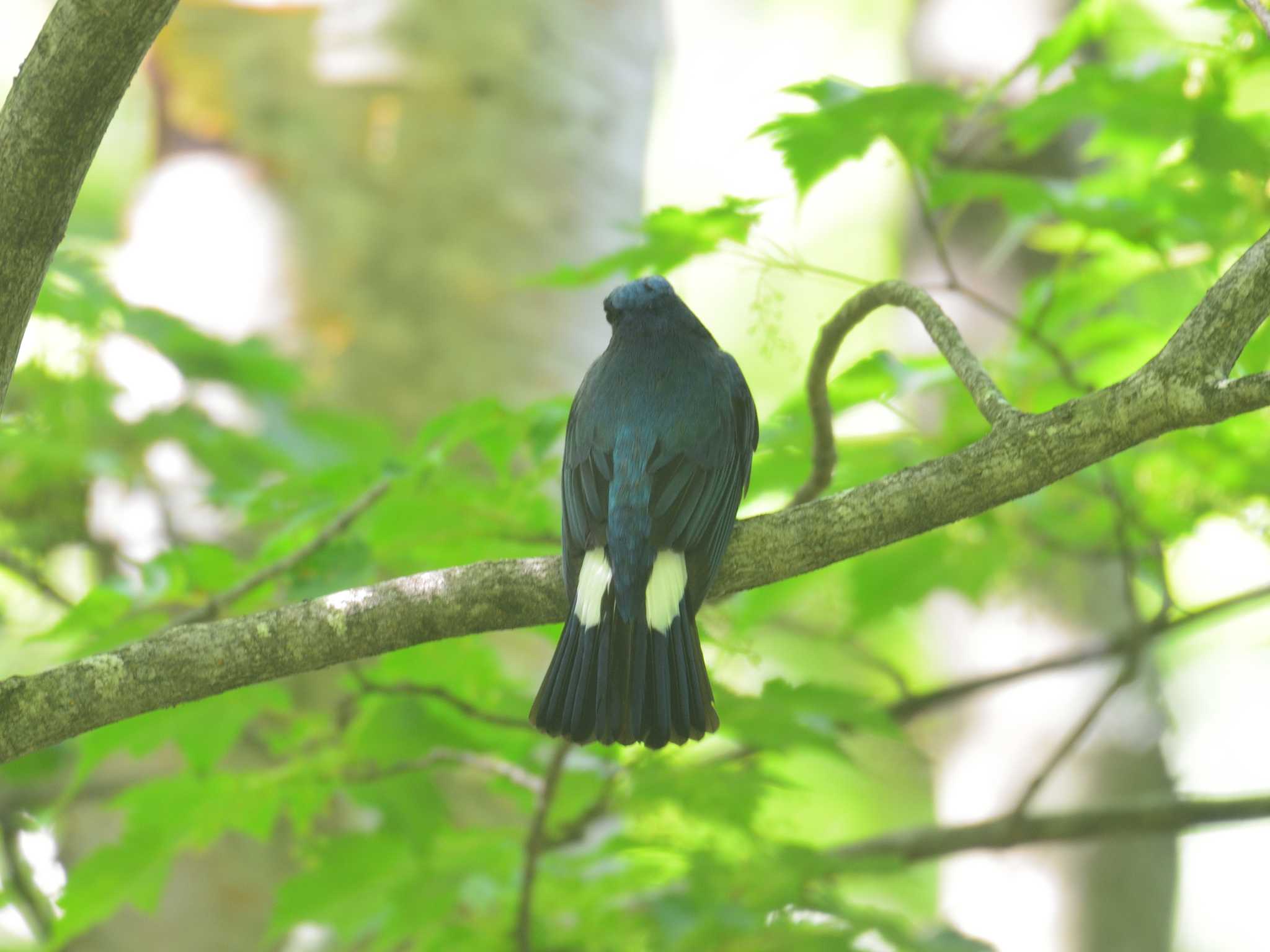 Blue-and-white Flycatcher