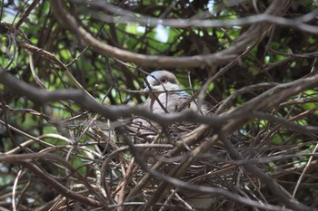 Oriental Turtle Dove 京都府立植物園 Sat, 3/25/2017