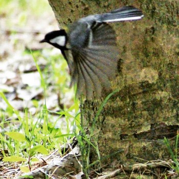 シジュウカラ 服部緑地 撮影日未設定