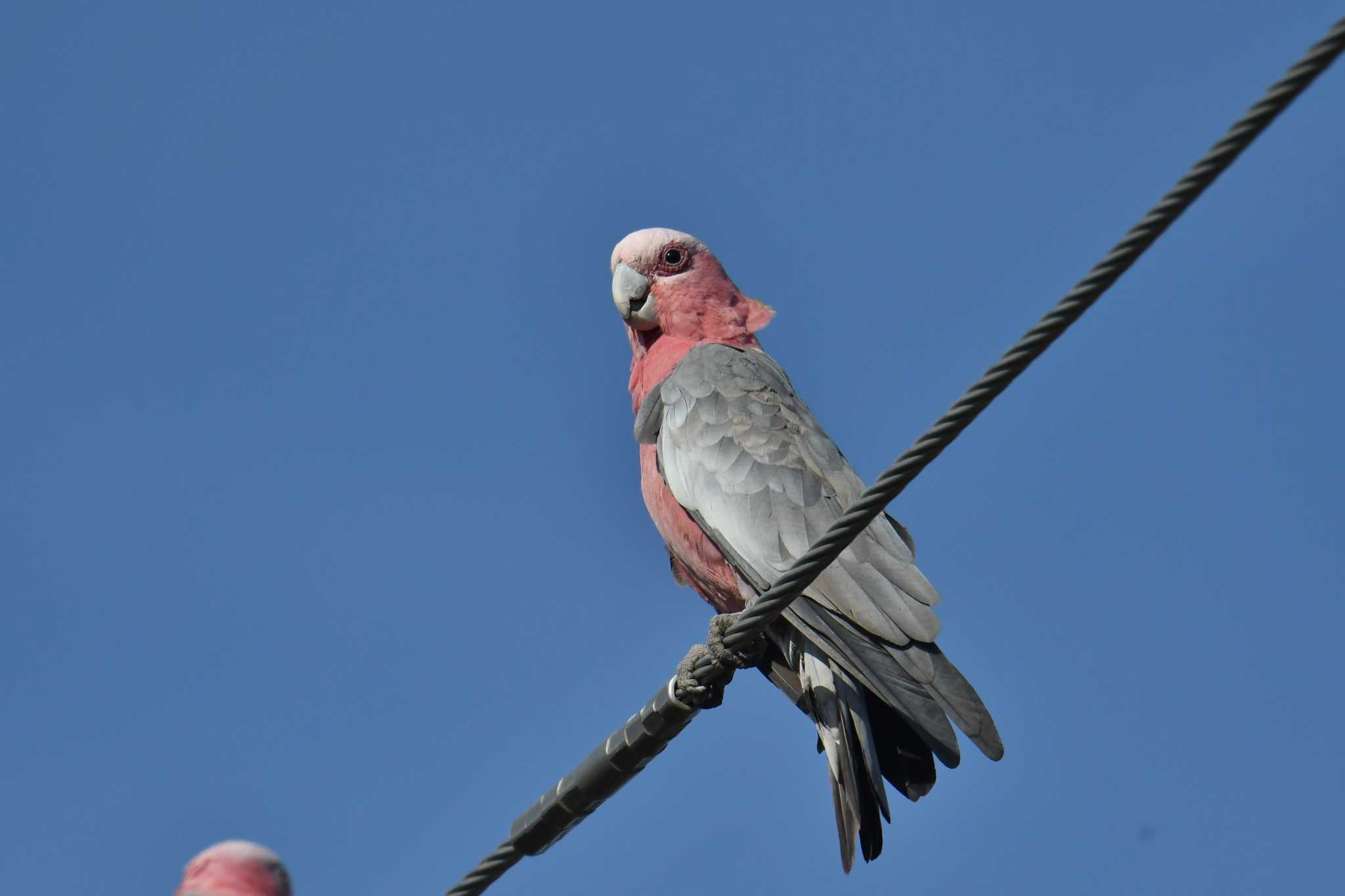 Laura (Australia) モモイロインコの写真 by あひる