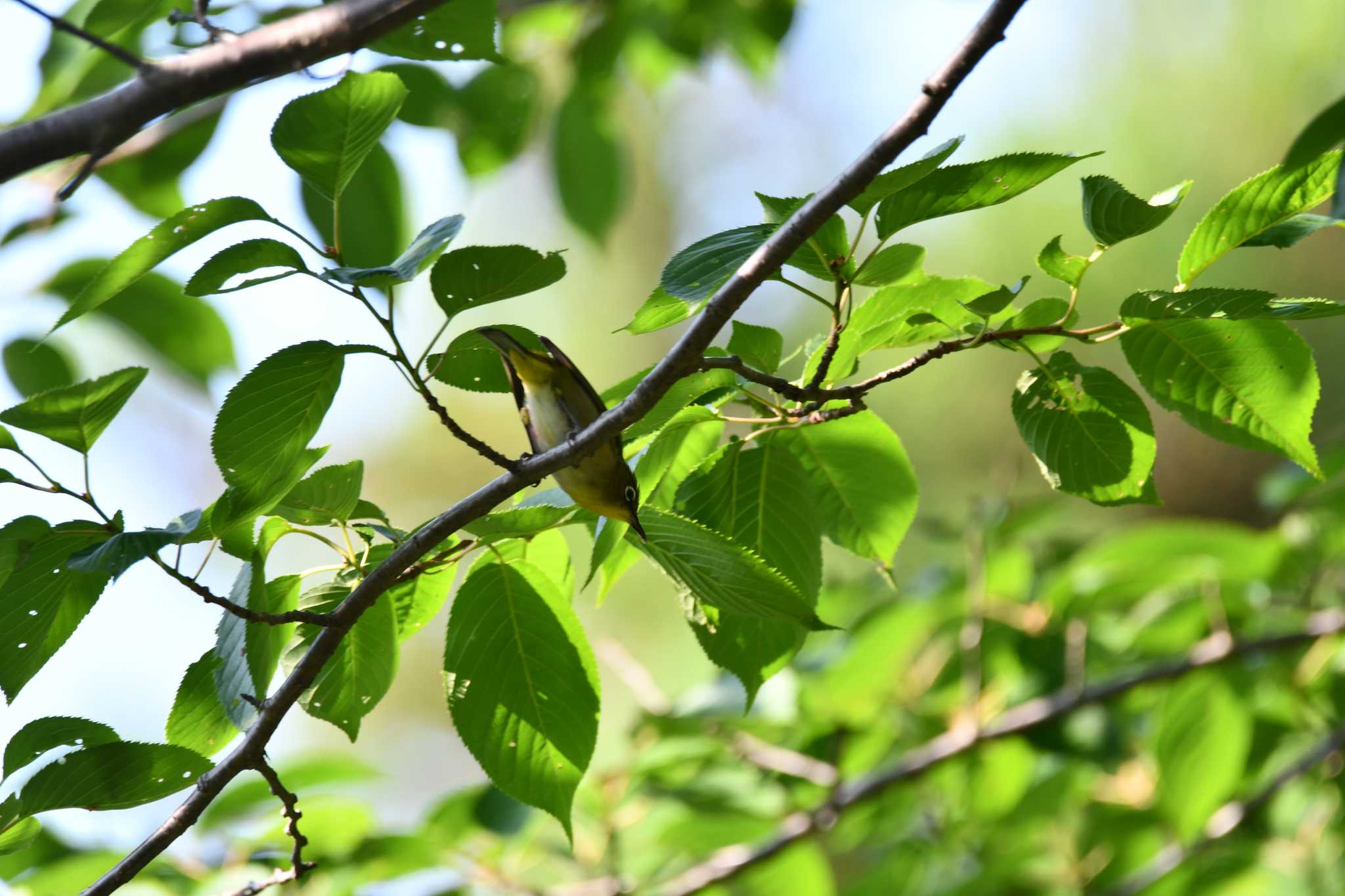 Photo of Warbling White-eye at 大山公園(鶴岡市) by のぶ
