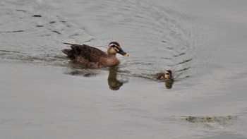 Sun, 6/27/2021 Birding report at 小諸発電所第一貯水場