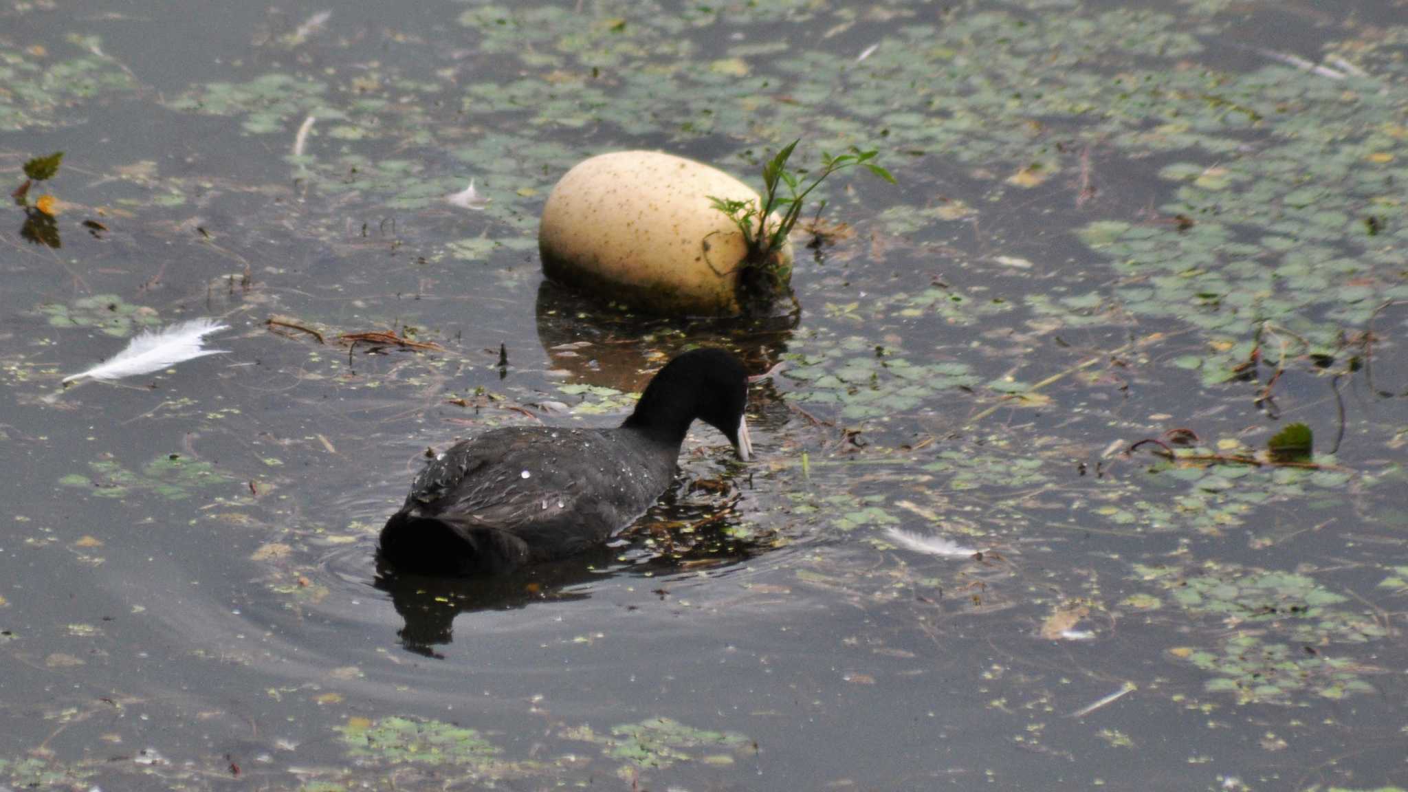 Photo of Eurasian Coot at 小諸発電所第一貯水場 by ao1000