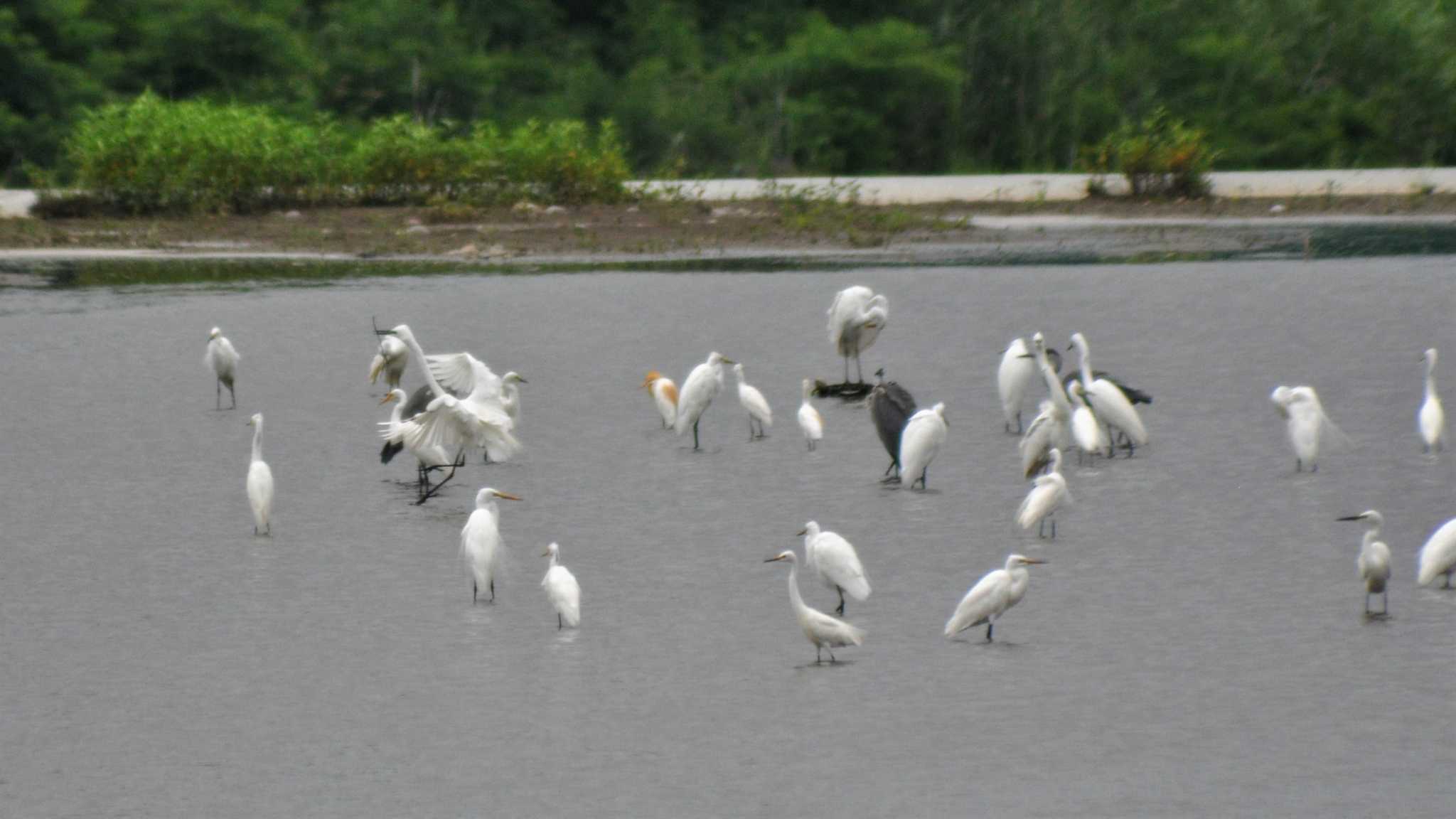 Photo of Great Egret at 小諸発電所第一貯水場 by ao1000