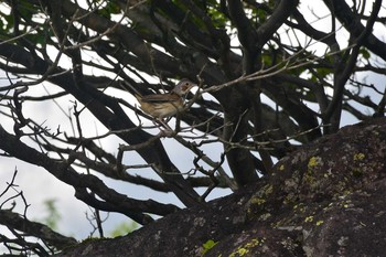 Chestnut-eared Bunting 八子ガ峰 Sat, 7/3/2021