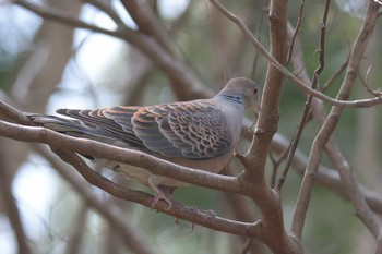 Oriental Turtle Dove 京都府立植物園 Sat, 3/25/2017