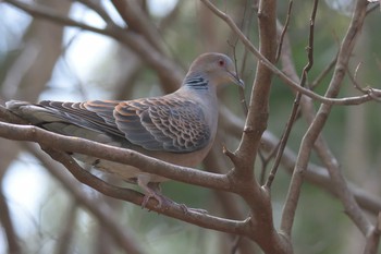 Oriental Turtle Dove 京都府立植物園 Sat, 3/25/2017