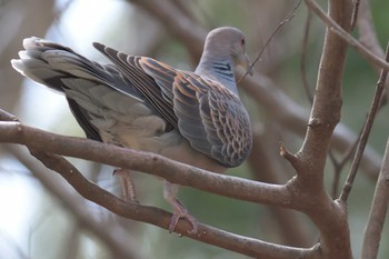 Oriental Turtle Dove 京都府立植物園 Sat, 3/25/2017