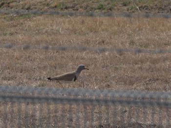 Grey-headed Lapwing 伊丹空港 Sat, 3/25/2017