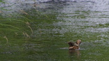 2021年7月8日(木) 福井緑地(札幌市西区)の野鳥観察記録