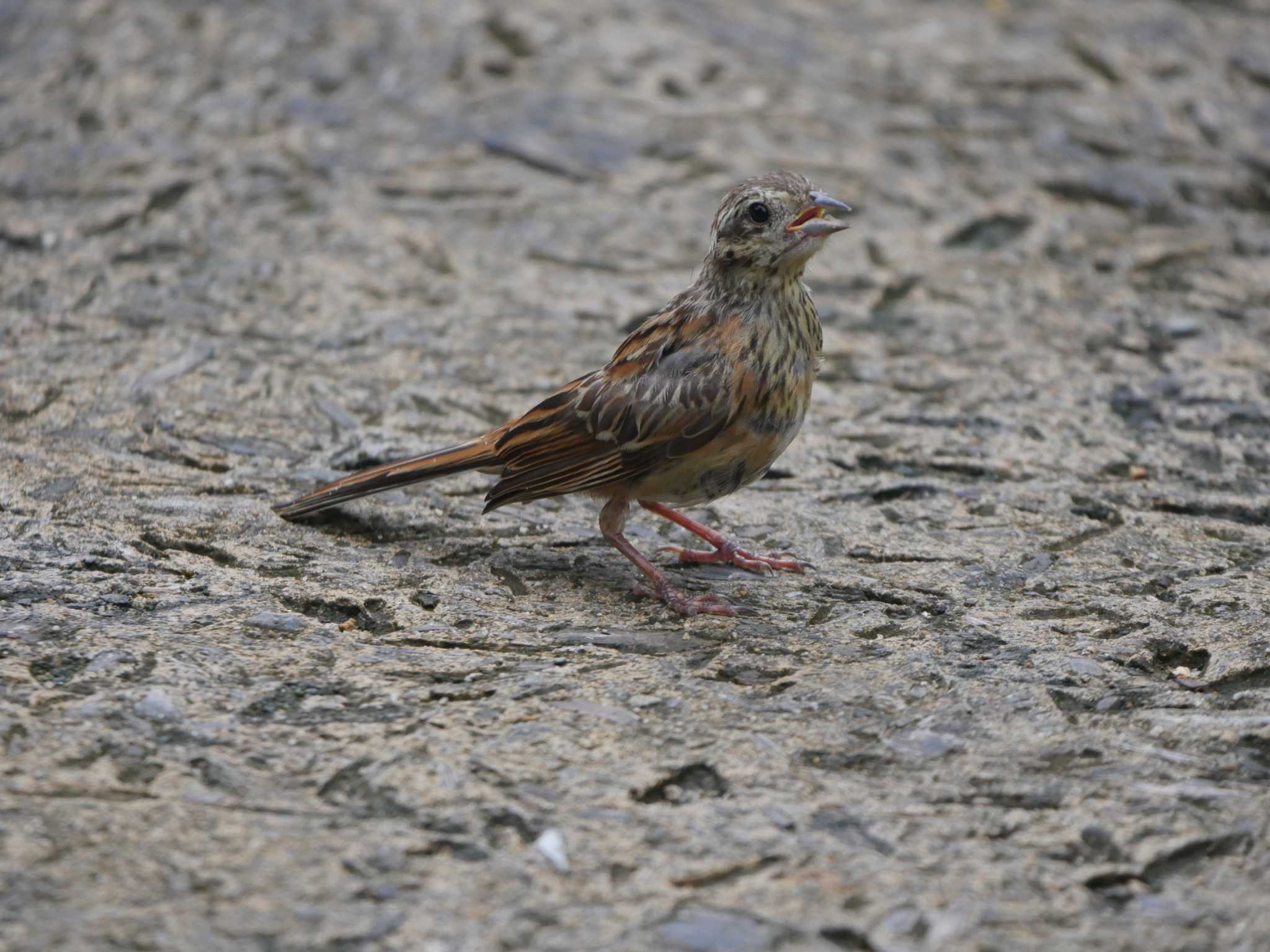 この野鳥の種類を教えてください！ by Chacoder