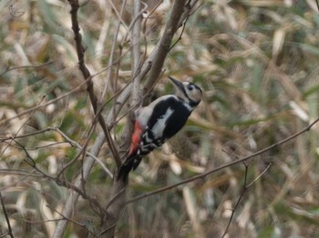Great Spotted Woodpecker Unknown Spots Sat, 3/25/2017