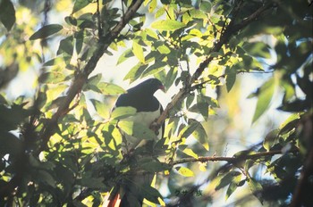 New Zealand Pigeon ニュージーランド南島 Fri, 1/18/2008