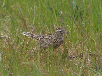 Eurasian Skylark 伊丹空港 Sat, 3/25/2017