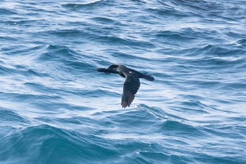 Pelagic Cormorant 城ヶ島 Tue, 3/28/2017