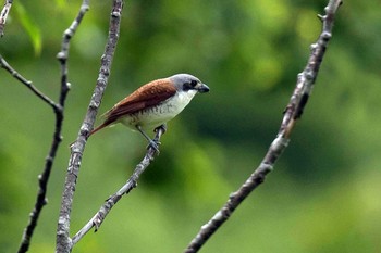 Tiger Shrike Unknown Spots Unknown Date