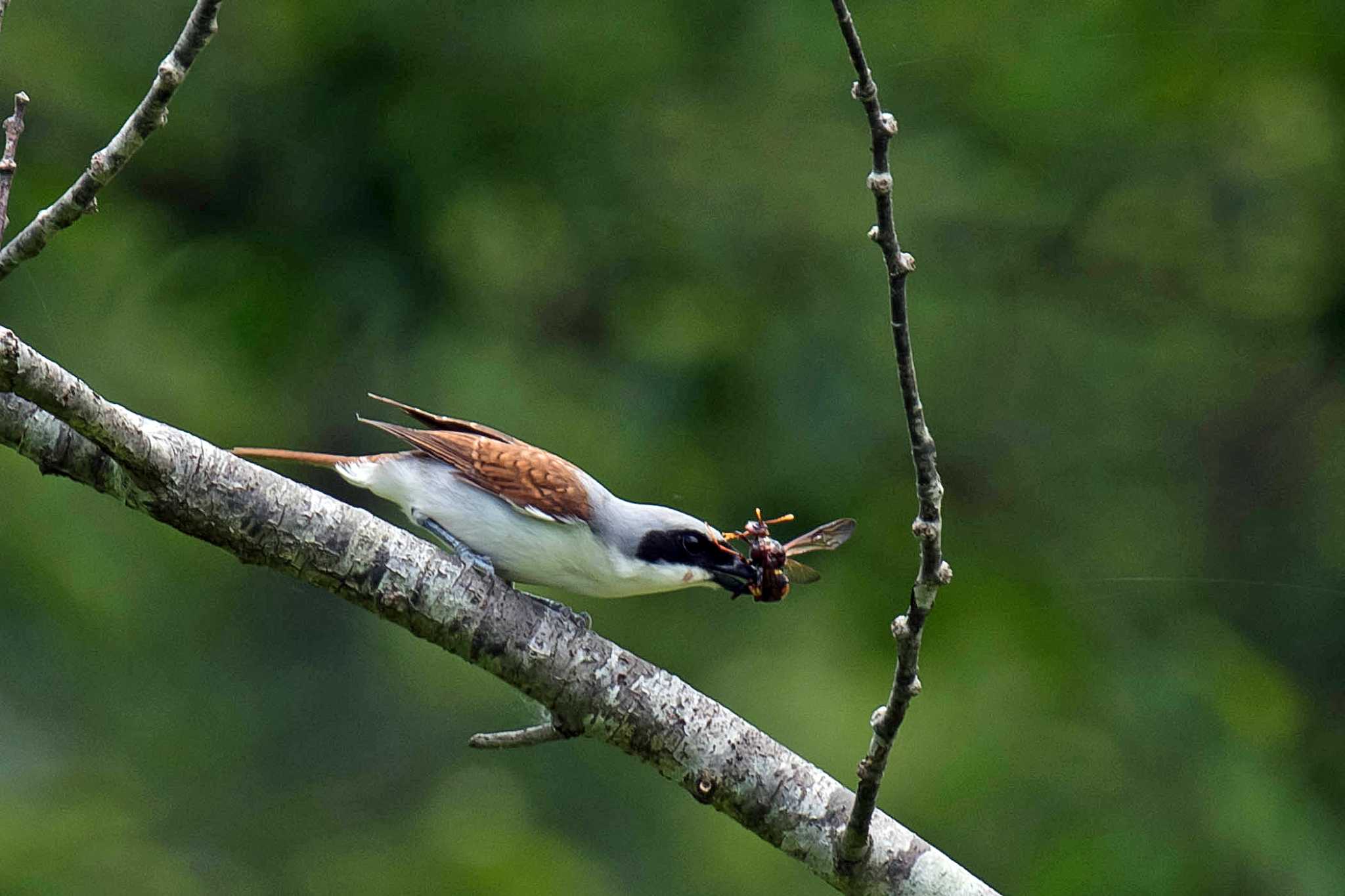 Photo of Tiger Shrike at  by Tanago Gaia (ichimonji)